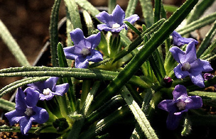 anchusa_caespitosa.jpg (66789 bytes)