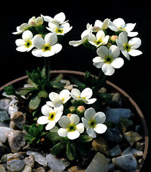 androsace_chamaejasme.jpg (38319 bytes)