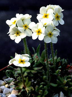 androsace_chamaejasme_1.jpg (33661 bytes)