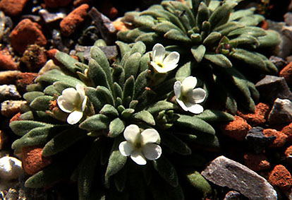androsace_hausmannii.jpg (53156 bytes)