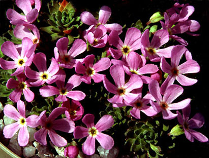 androsace_wulfeniana.jpg (63702 bytes)