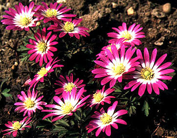 anemone_blanda_radar.jpg (61227 bytes)