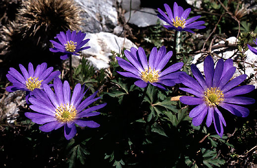 http://www.franz-alpines.org/pict/anemone_blanda_wild.jpg