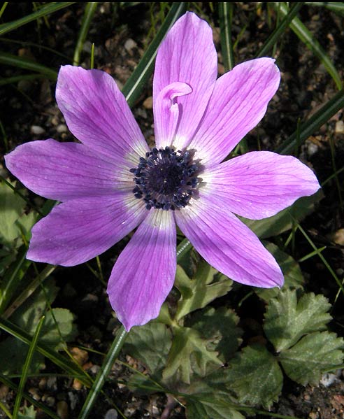 anemone_pavonina.jpg (60437 bytes)