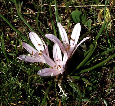 asphodelus_acaulis_w.jpg (64331 bytes)