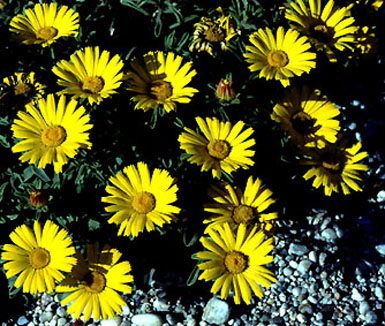asteriscus_maritimus.jpg (78328 bytes)
