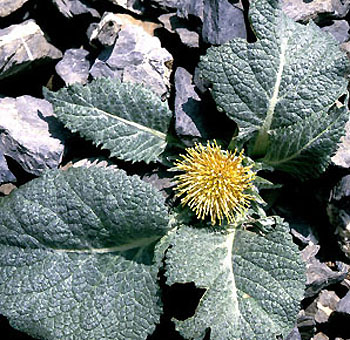 berardia_subacaulis.jpg (72278 bytes)