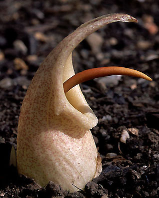 biarum_davisii.jpg (42336 bytes)