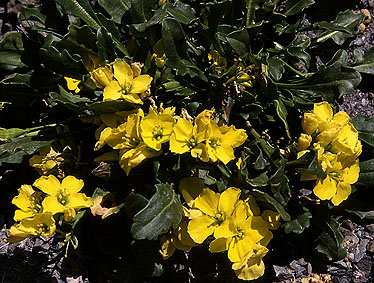 brassica_repanda.jpg (69098 bytes)