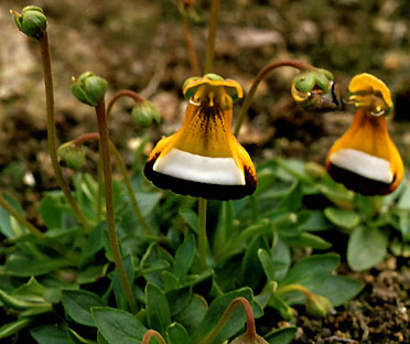 calceolaria_uniflora.jpg (41979 bytes)