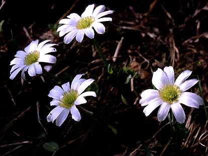 callianthemum_anemonoides_wild.jpg (44219 bytes)