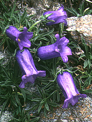 Campanula alpestris.jpg (109141 bytes)