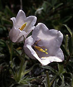 campanula_alpestris_alba.jpg (14682 bytes)