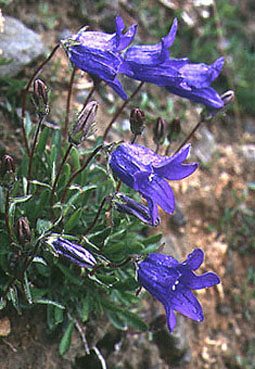 campanula_bellidifolia.jpg (46847 bytes)