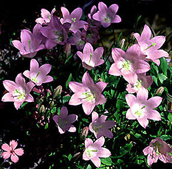 campanula_bellidifolia_rose_form.jpg (62205 bytes)