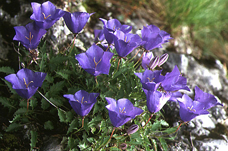 campanula_carpatica.jpg (111308 bytes)