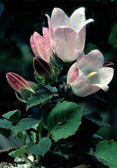 campanula_choruhensis.jpg (33175 bytes)