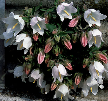 campanula_choruhensis _1.jpg (56704 bytes)