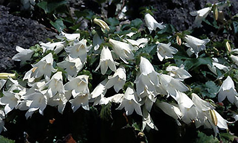 campanula_finitima.jpg (58371 bytes)