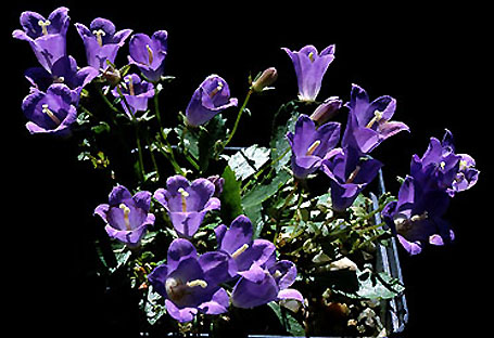 campanula_hakkiarica.jpg (59603 bytes)