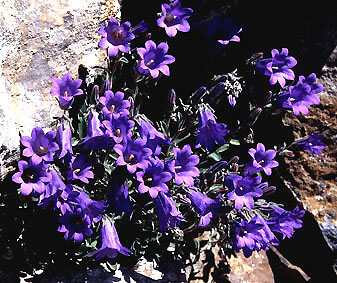 campanula_oreadum.jpg (61504 bytes)