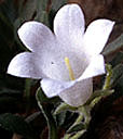 campanula_oreadum_wei�.jpg (10417 bytes)