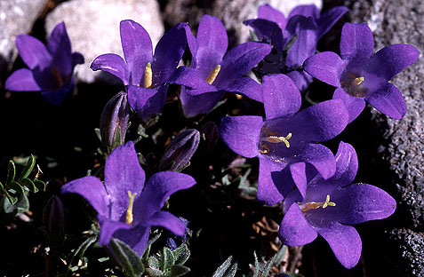 campanula_orphanidea.jpg (60563 bytes)