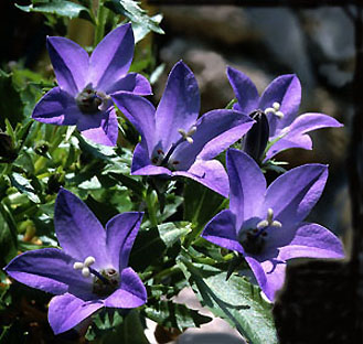 campanula_piperi.jpg (47993 bytes)