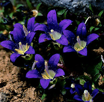 campanula_radicosa.jpg (52962 bytes)