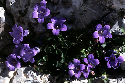 campanula_rupicola.jpg (50456 bytes)