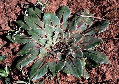carduncellus_rhaponticoides_ w.jpg (88975 bytes)