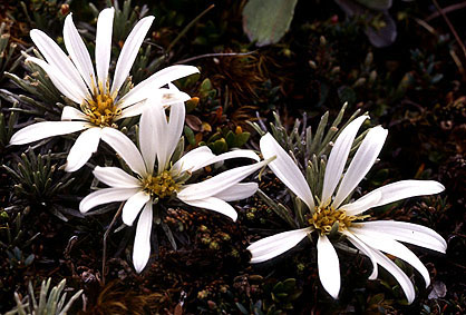 celmisia_sessiliflora.jpg (56830 bytes)