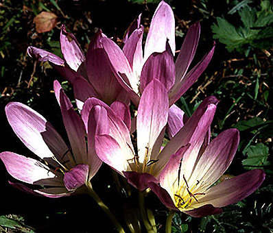 colchicum_bornmuelleri.jpg (62759 bytes)