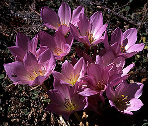 colchicum_speciosum.jpg (46882 bytes)