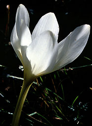 colchicum_speciosum_weiss.jpg (16686 bytes)