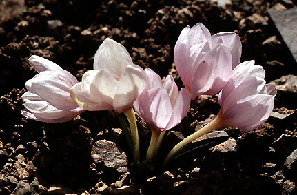 colchicum_triphyllum _1.jpg (52091 bytes)