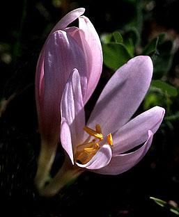 colchicum_umbrosum.jpg (23641 bytes)