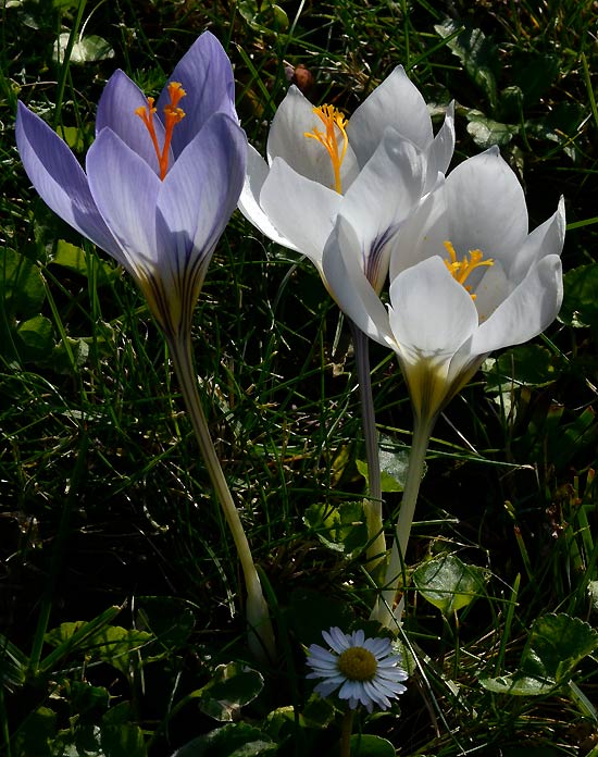crocus_cancellatus.jpg (50851 bytes)
