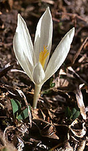 crocus_kotschyanus_subsp._suworowianus_3.jpg (31463 bytes)