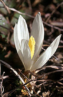 crocus_kotschyanus_subsp._suworowianus_4.jpg (27685 bytes)
