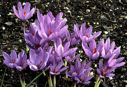 crocus_medius.jpg (77559 bytes)