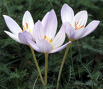crocus_pulchellus.jpg (44440 bytes)