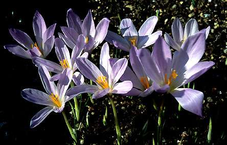 crocus_serotinus_subsp._salzmannii.jpg (57494 bytes)