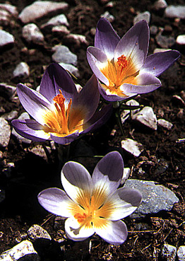 crocus_sieberi_subsp._sublimis_f_tricolor.jpg (89592 bytes)