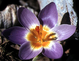 crocus_sieberi_subsp._sublimis_f._tricolor _1.jpg (34575 bytes)