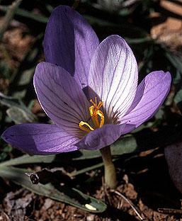 crocus_speciosus_subsp._ilgazensis.jpg (33912 bytes)