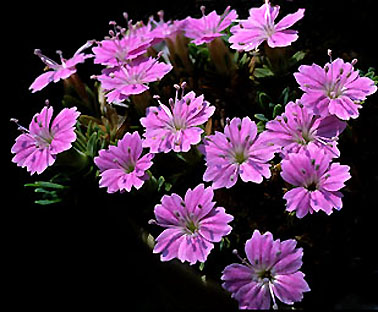 dianthus_myrtinervius_subsp_caespitosus.jpg (48729 bytes)