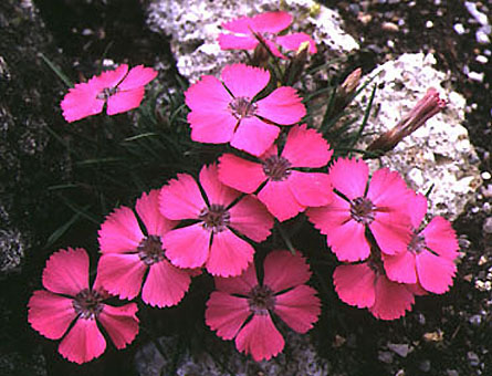 dianthus_pavoninus.jpg (63674 bytes)