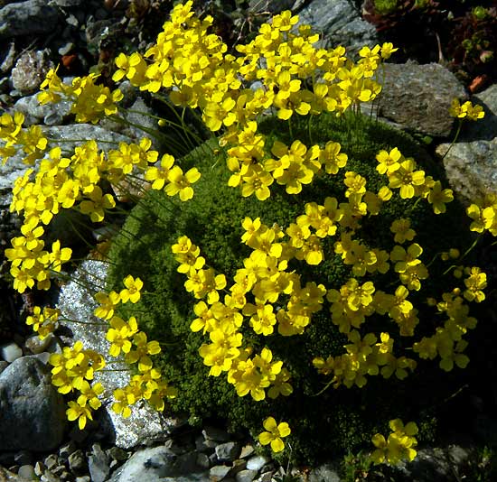 draba_rigida_var_bryoides.jpg (91213 bytes)