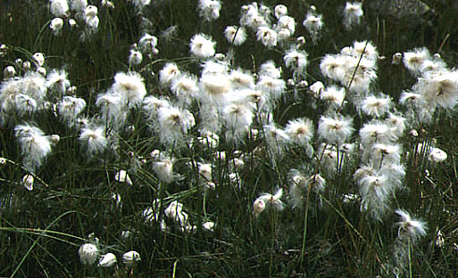 Eriophorum scheuchzeri.jpg (80381 bytes)